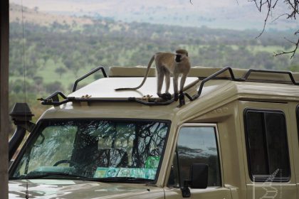 Lobo w Serengeti