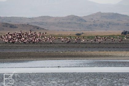 Flamingi nad jeziorem Natron