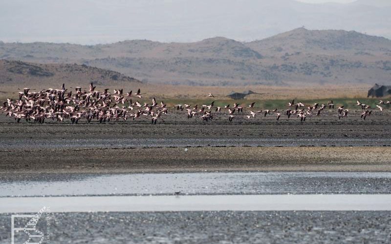 Flamingi nad jeziorem Natron