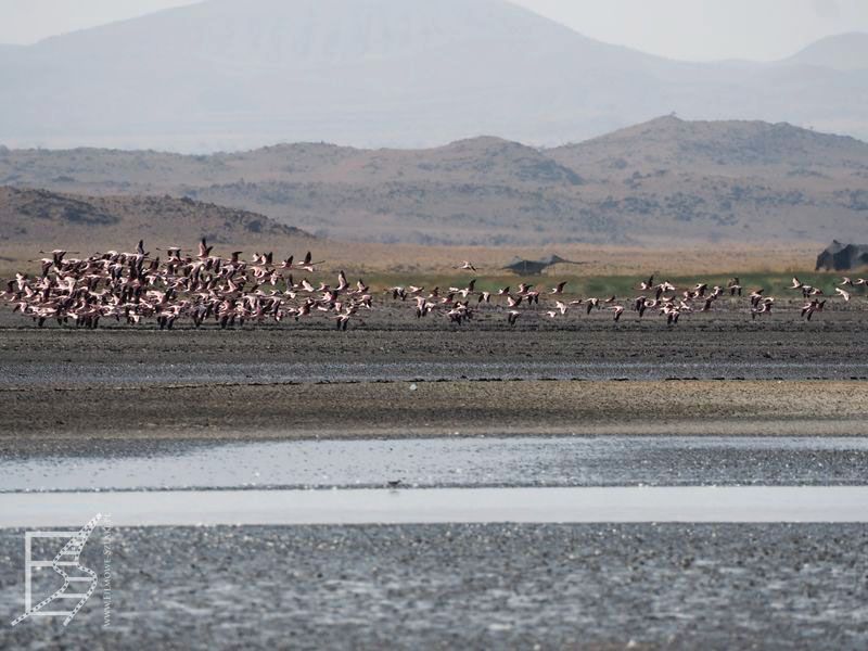 Flamingi nad jeziorem Natron