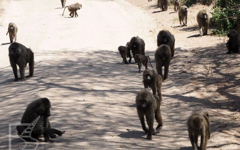 Małpy w PN Jezioro Manyara