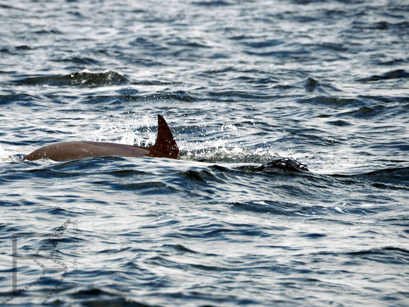 Delfin, rejs po Zatoce Omańskiej