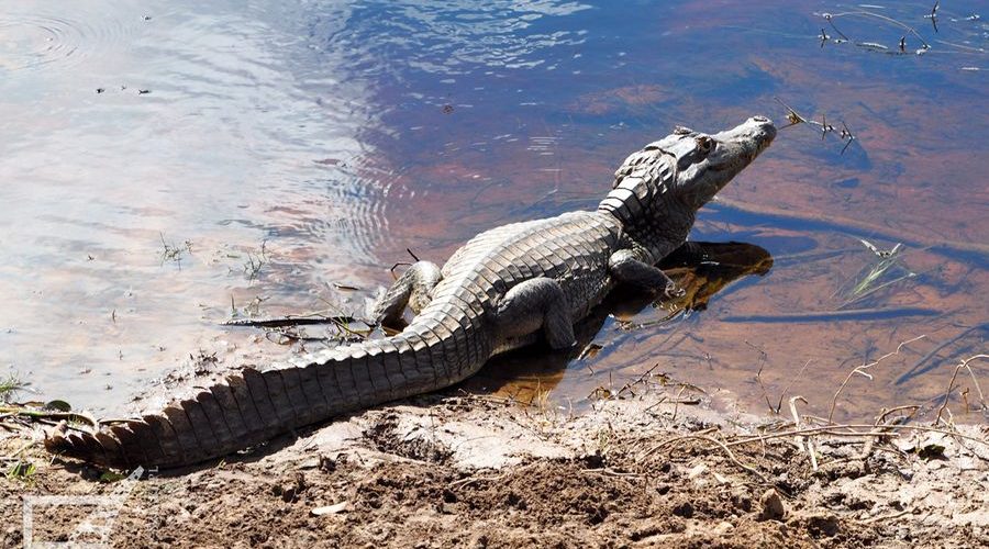 Kajman żakare (Pantanal, Brazylia)