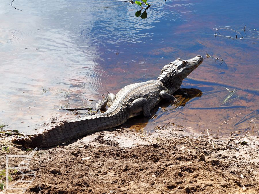 Kajman żakare (Pantanal, Brazylia)