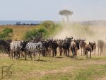 Stado gnu i zebr zbierające się przed rzeką Mara (Wielka Migracja, Masai Mara, Kenia)