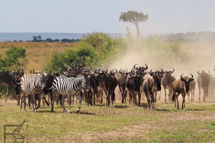 Stado gnu i zebr zbierające się przed rzeką Mara (Wielka Migracja, Masai Mara, Kenia)