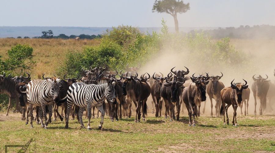 Stado gnu i zebr zbierające się przed rzeką Mara (Wielka Migracja, Masai Mara, Kenia)