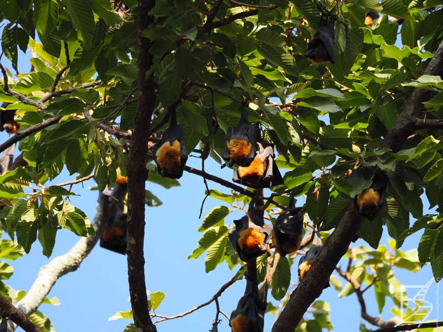 Rudawka malajska, czyli latający pies (Pteropus vampyrus, ang. large flying fox), acz w innych językach także lis czy wampir