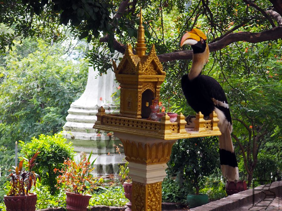 Dzioborożec w świątyni Wat Phnom