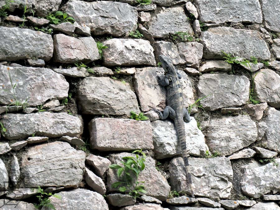 Czarnogwan w Chichén Itzá