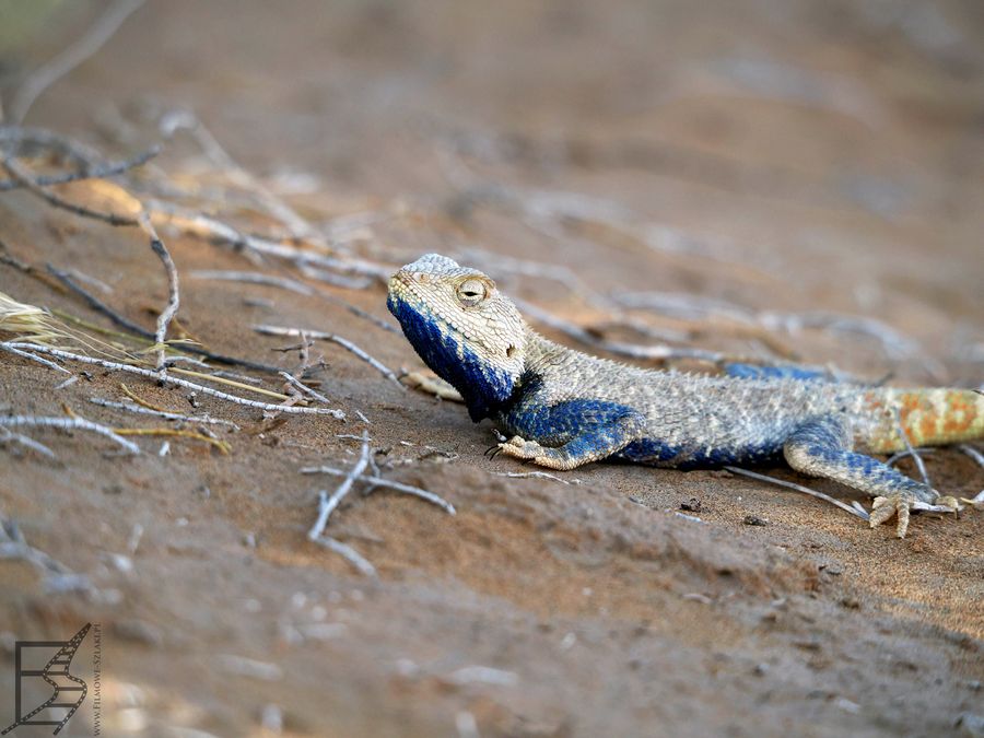 Agama stepowa (Trapelus sanguinolentus, ang. steppe agama)