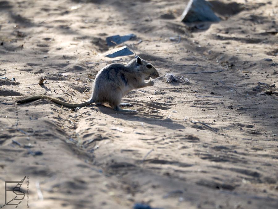 Pieszczanka wielka (Rhombomys opimus, ang. great gerbil), czyli myszoskoczek