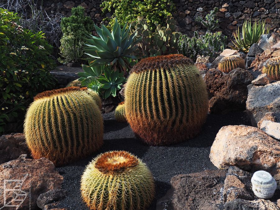 Ogród kaktusów to jedna z najbardziej znanych atrakcji Lanzarote