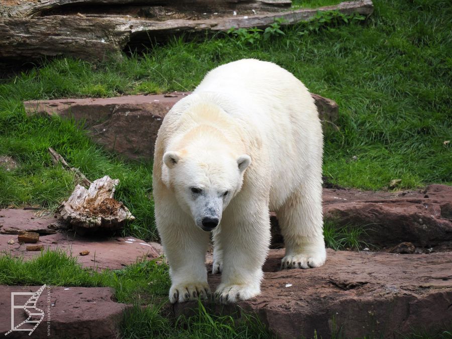 Niedźwiedź polarny w Zoo w Norymberdze