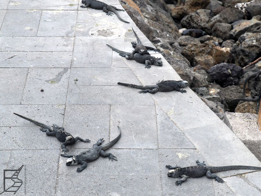 Legwany morskie (Amblyrhynchus cristatus, ang. marine iguana) w Puerto Ayora