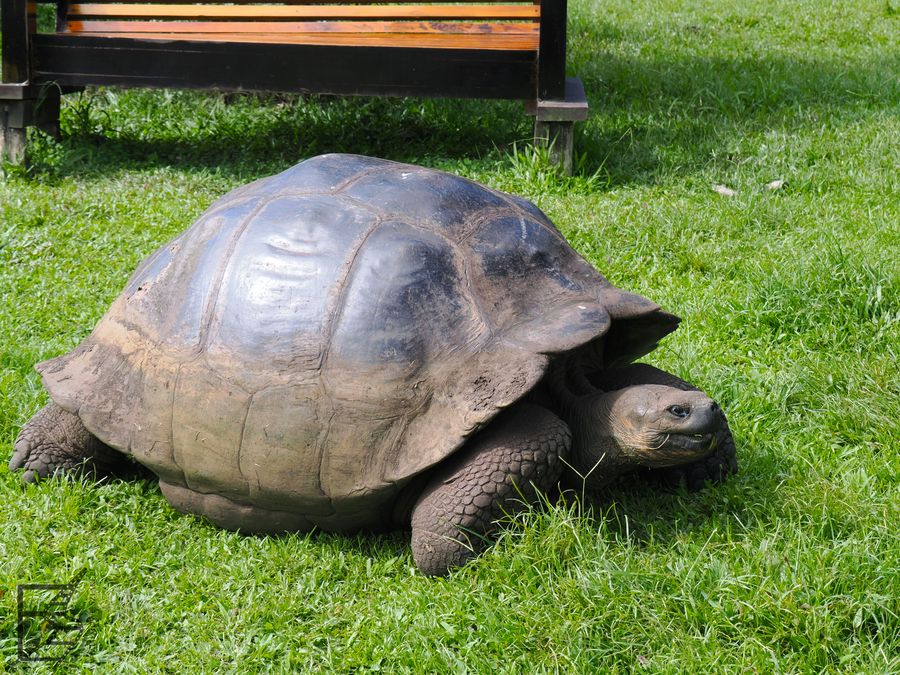 Żółw słoniowy (Chelonoidis niger, ang. Galápagos giant tortoise)