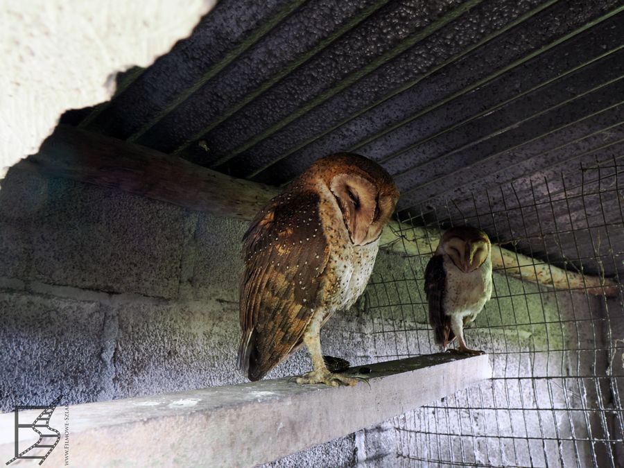 Płomykówka z Galapagos (Tyto alba punctatissima, ang. Galápagos barn owl) na Santa Cruz