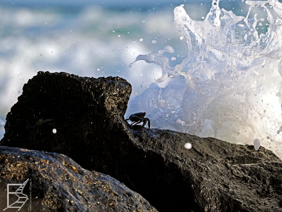 Krab na plaży przy Tortuga Bay (wyspa Santa Cruz)