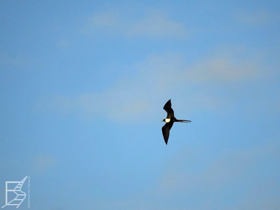 Fregata wielka (Fregata magnificens, ang. magnificent frigatebird)