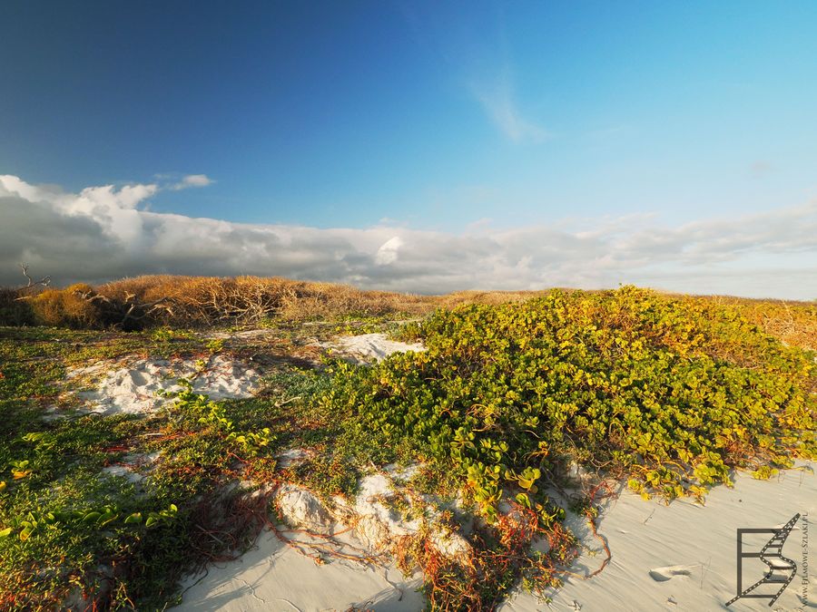 Tortuga Bay to miejsce gdzie gniazdują żółwie morskie