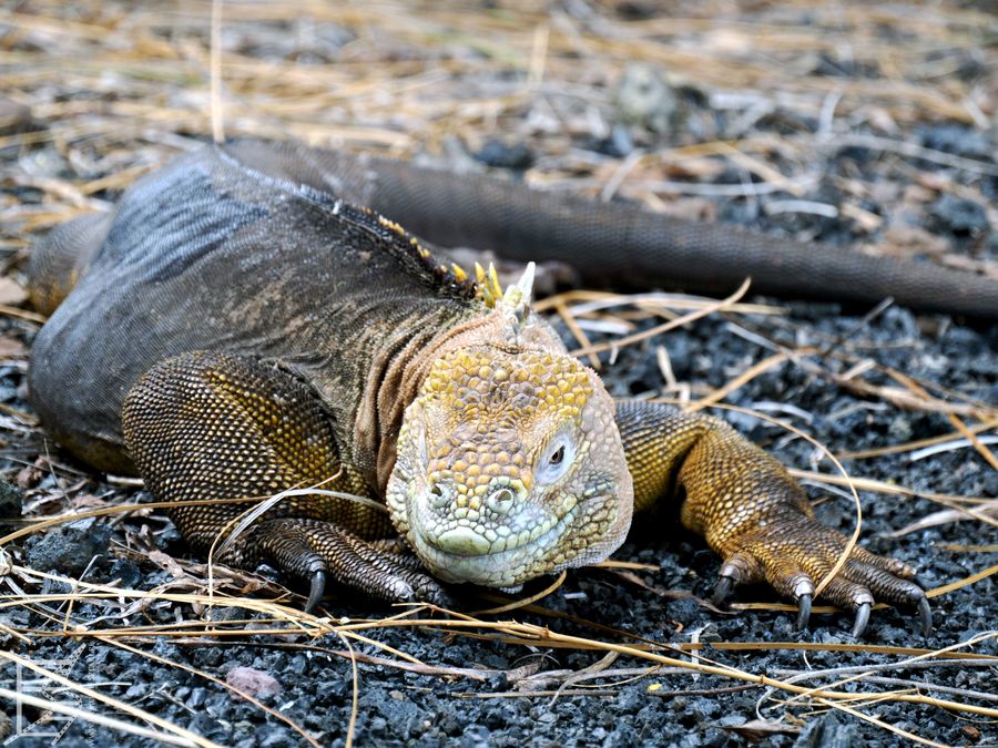 Legwan galápagoski albo konolof (Conolophus subcristatus, ang. Galápagos land iguana), lądowy gad na wyspie Baltra