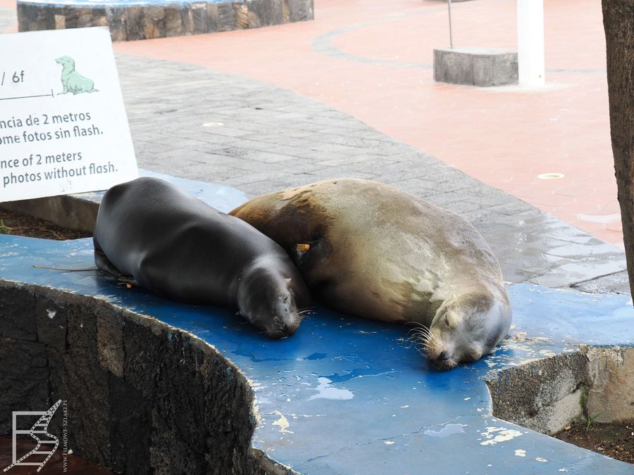 Uszanka galapagoska (Zalophus wollebaeki, ang. Galápagos sea lion) czyli lew morski, na targu rybnym w Puerto Ayora