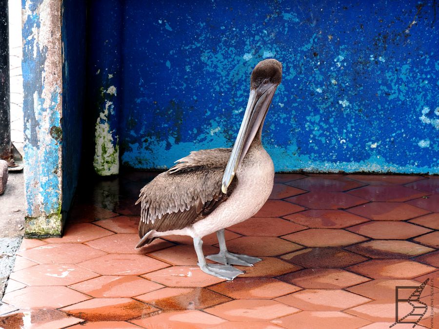 Targ rybny w Puerto Ayora i pelikan brunatny z Galapagos (Pelecanus occidentalis urinator, ang. brown pelican)