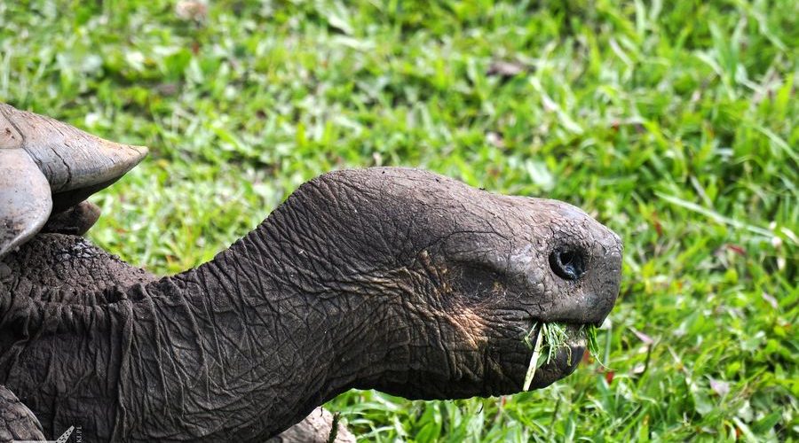 Żółw słoniowy (wyspa Santa Cruz, archipelag Galapagos)