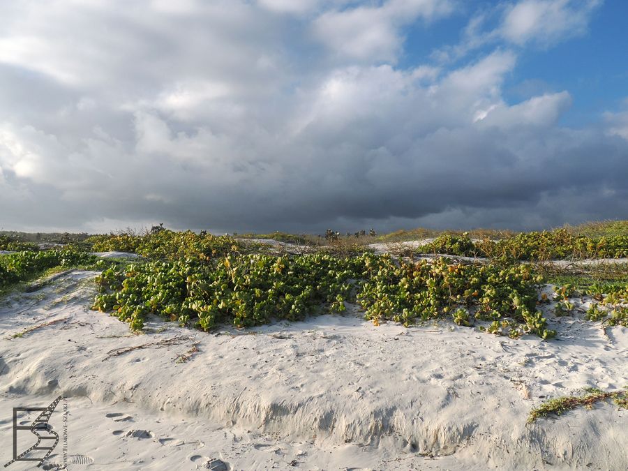 Tortuga Bay i miejsce, gdzie żółwie morskie składają jaja