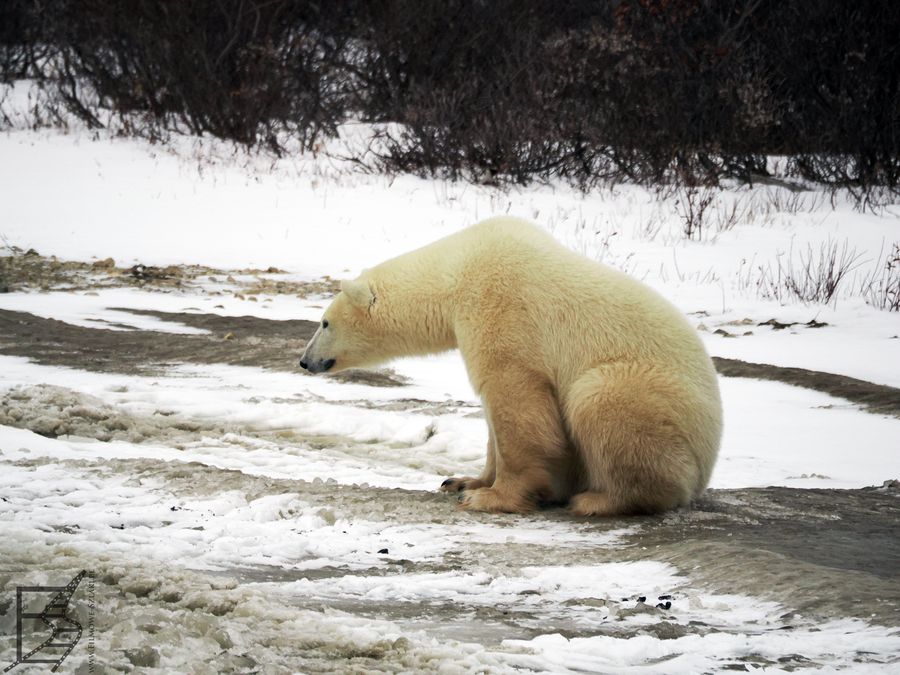 Niedźwiedź polarny albo niedźwiedź biały (Ursus maritimus, ang. polar bear)